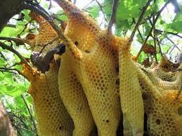 نتيجة بحث الصور عن منتجات خلية النحل