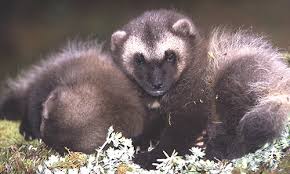 Image result for weasel