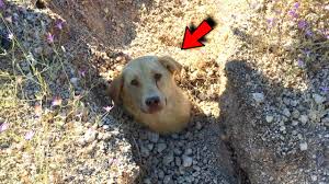 Man Scrambles To Free Dog Trapped In Landslide, And She's ...
