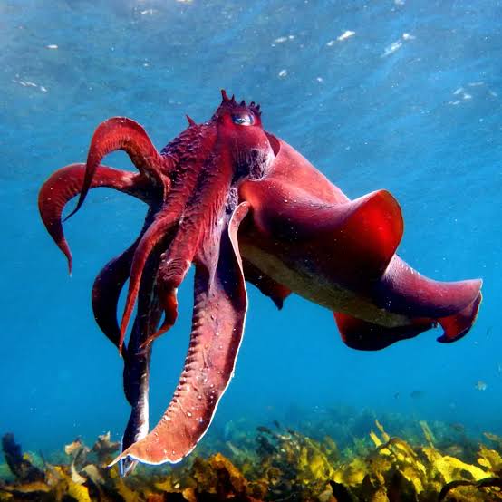 The Giant Cuttlefish . Masters of Disguise and the Shallow Sea