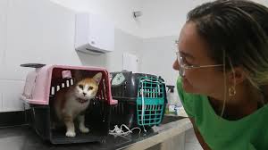 Fortaleza terá fim de semana com mutirões gratuitos de castração, vacinação e adoção de pets