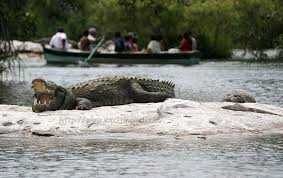 Image result for crocodile watching goa