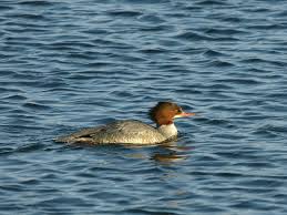 Gänsesäger - Bild \u0026amp; Foto von Sonja Haase aus Enten, Gänse, Schwäne ... - gaensesaeger-2d6d3397-483b-4899-bff7-623a3505fd15