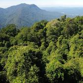 Dorrigo National Park