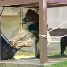 100 gorillas vs me they gon take me in as one of them 😂😂🦍