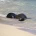Hawaiian monk seal pup transported from Kaimana Beach