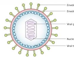 Image of Virus structure