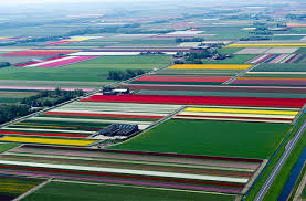 المناظر الطبيعية في هولندا Images?q=tbn:ANd9GcTD7Hj6W8O0Q3-5YUQozkm6j7VnBm09V8jtjNt1C6jFc7CfHpgqlw