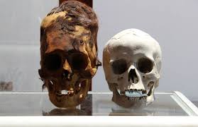 Résultat de recherche d'images pour "elongated skulls"