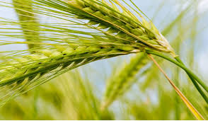 Image result for sagwan image green tree image