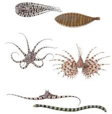 Image result for photos Mimic Octopus