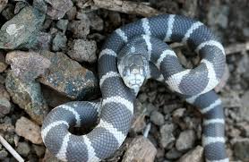 Image result for king snake