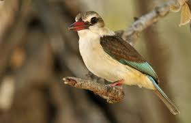 Image result for brown hooded kingfisher