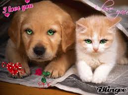 perro y gato; Tags: - 726951121_907377