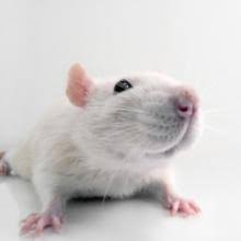 Image result for lifetime studies gmo