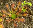 Drosera intermedia cuba