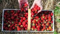 Where to Pick Strawberries in the Czech Republic