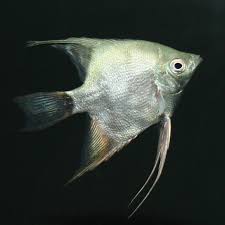 Image result for angelfish