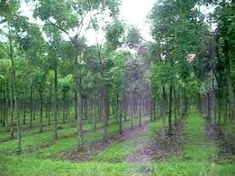 Image result for sagwan image green tree image