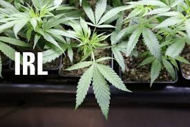 Resultado de imagen de Legalization