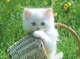 Image result for hukum jual beli kucing dalam islam