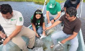 Se suma PVEM a repoblación de lagunas; siembran 30 mil crías de tilapia