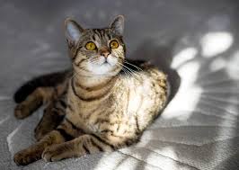 Dia Internacional Del Gato