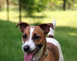 Immagine di Jack Russell Terrier dog breed