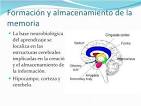 Funciones cognitivas memoria atencion