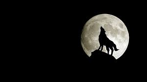 Résultat de recherche d'images pour "loup"