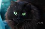 Chat Noir. Superstitions. En Images. Dinosoria