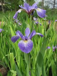 Image result for iris