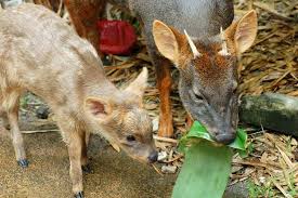 Résultat de recherche d'images pour "pudu"