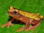 Dendropsophus triangulum (Triangle Treefrog)