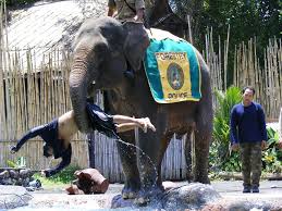 Hasil gambar untuk bali safari marine park