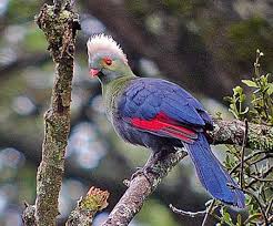 Image result for ethiopian birds