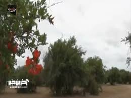 میانکاله