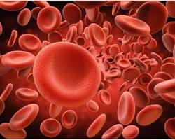 Image of Red blood cells