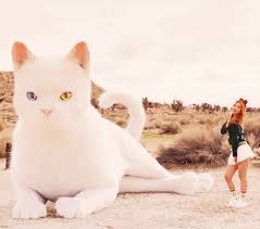 images?q=tbn:ANd9GcTEAqCUixPFrN7ESXEEVYT