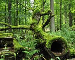 Image of Bialowieza Forest, Poland
