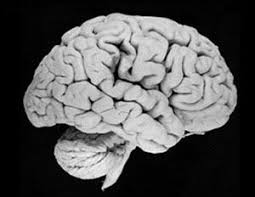behavioral problems in children, reduced gray matter