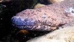  The 6-Foot Chinese Giant Salamander Is in Serious Trouble