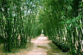 Kết quả hình ảnh cho tre