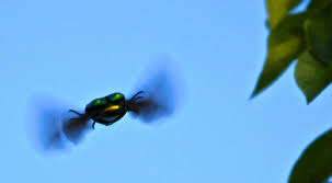 Résultat de recherche d'images pour "metallic green fig beetle"