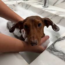 bath time for the little #weeniedog boy ...