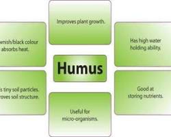 Image of Humus formation