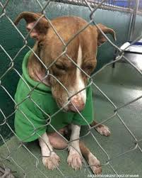 The Animal - Surrendered Dog wearing a Christmas Sweater ...