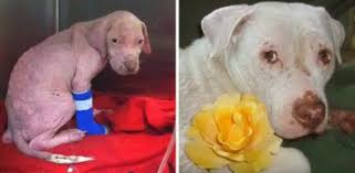 Не упусти момент! Как помочь больной собаке | Мур ТВ