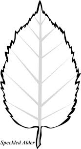 Image result for alder leaves