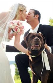 katie-preston-toepfer-why-dogs-make-the-best-wedding-guests.jpg - katie-preston-toepfer-why-dogs-make-the-best-wedding-guests